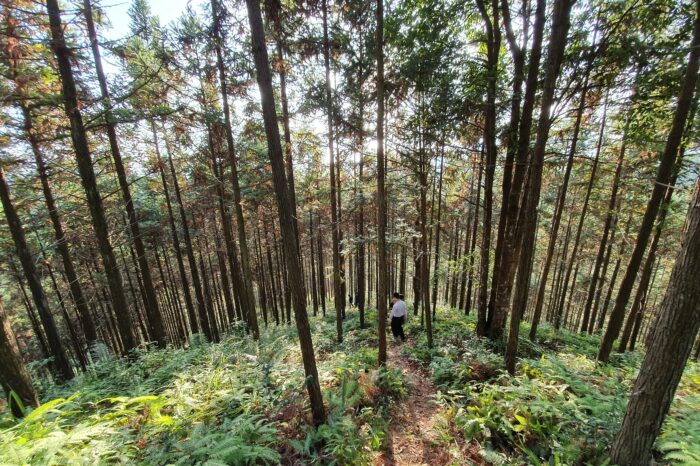OPINION PIECE | Why plantations are NOT green deserts