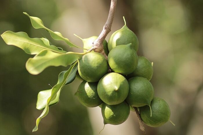 World Macadamia Organisation appoints founding CEO