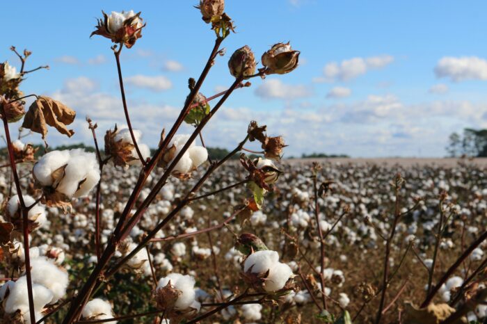 Cotton market report: January 2021