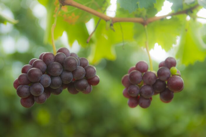 SATI: 4th Crop Estimate for 2020/2021 season