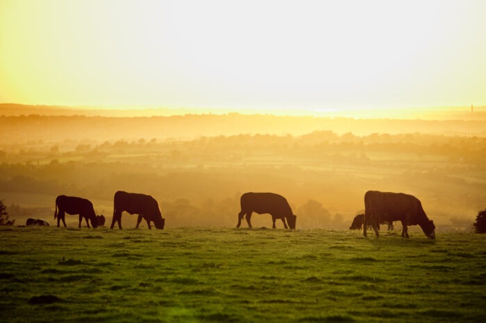 Update report: Foot and mouth disease outbreak (KZN, Mtubatuba)