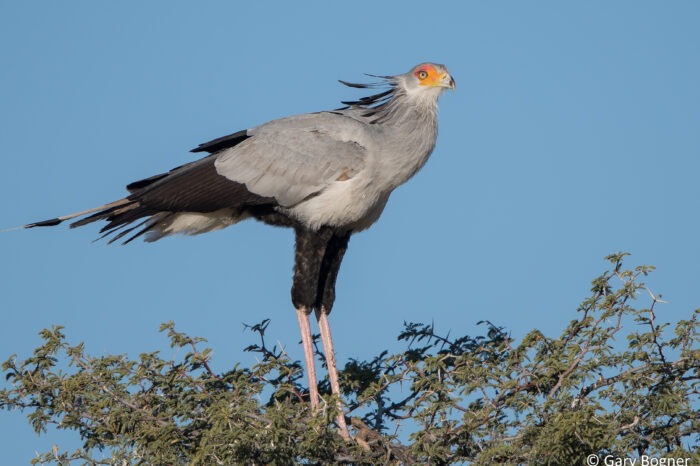 Afrika se grasveldwandelaars