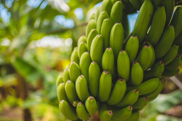 Agri SA facilitates meeting with banana industry
