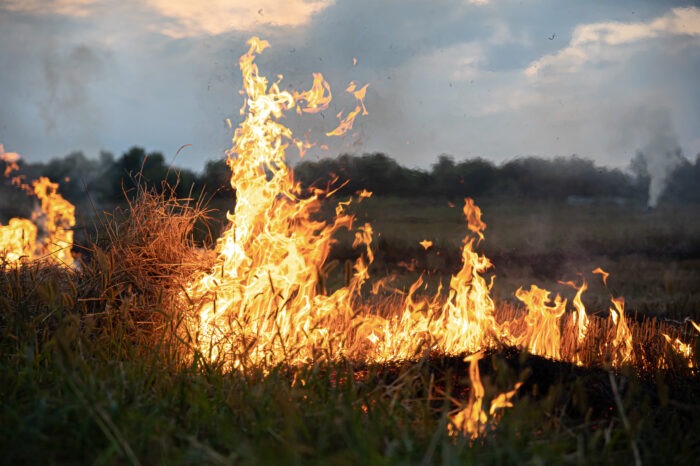 Natuurbestuur: Is vuur ons vriend of ons vyand?