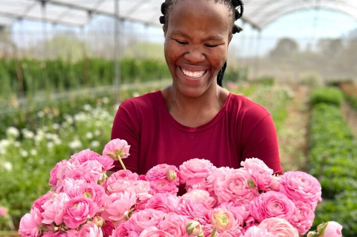 Blomme dikwels volgens kalender gekweek
